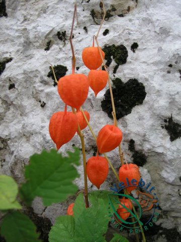 Naturpark Velebit 59
